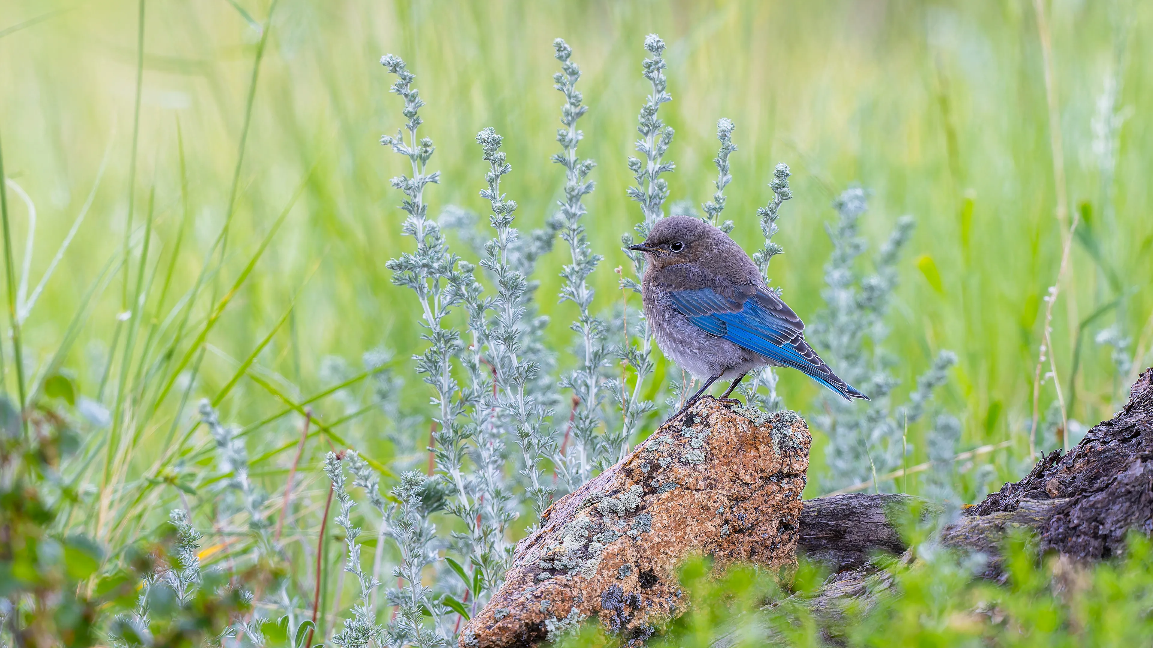 Juvenile Mountain Bluebird