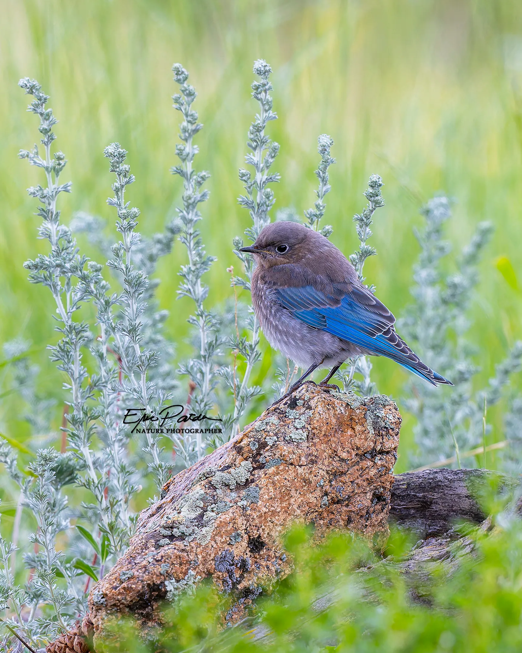 Mountain Bluebird, Colorado
