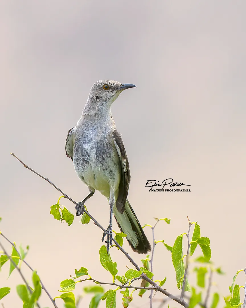 Northern Mockingbird, Arizona