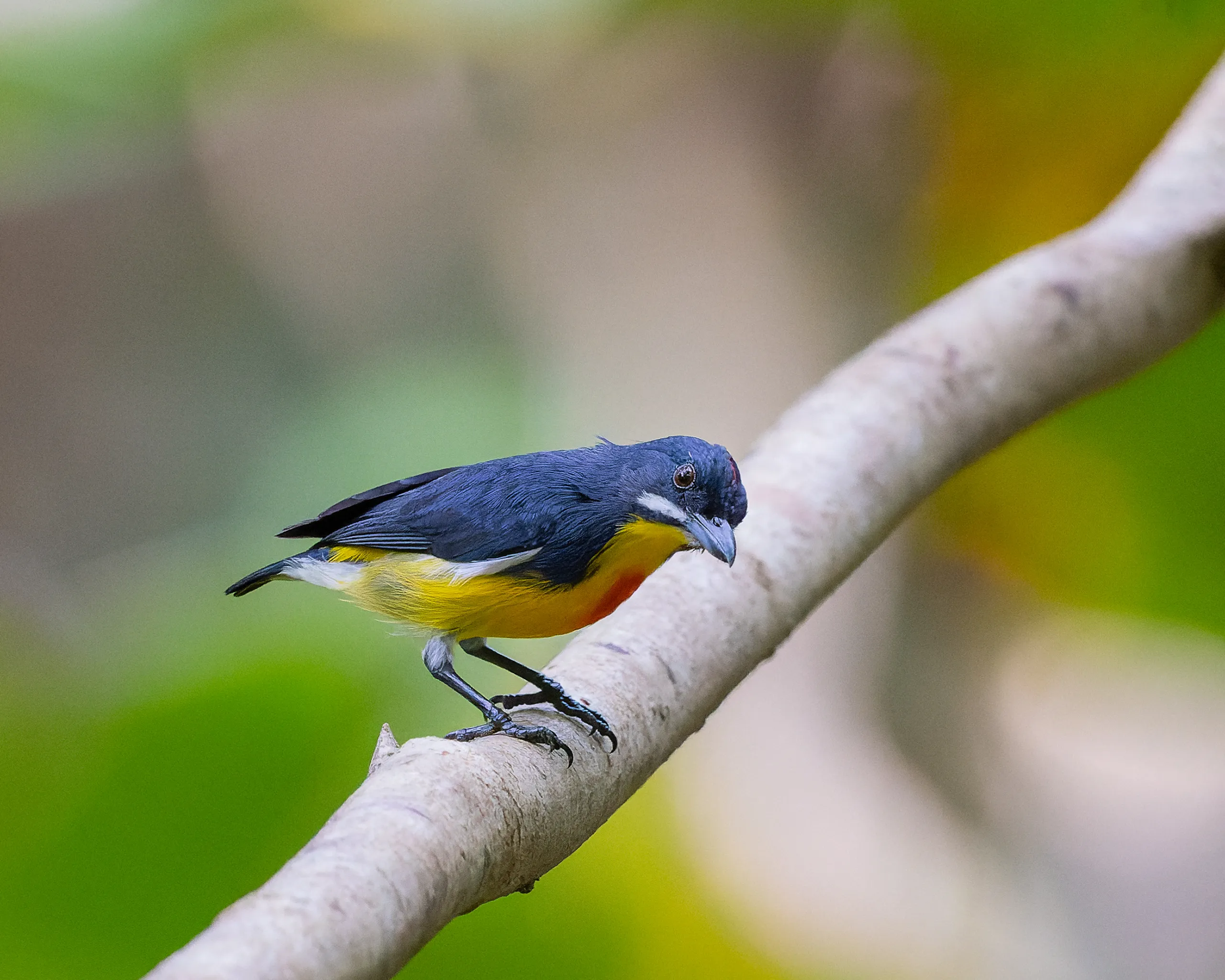 Palawan Flowerpecker, Philippines