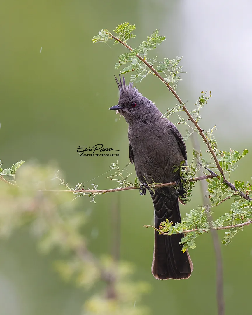 Phainopepla, Arizona