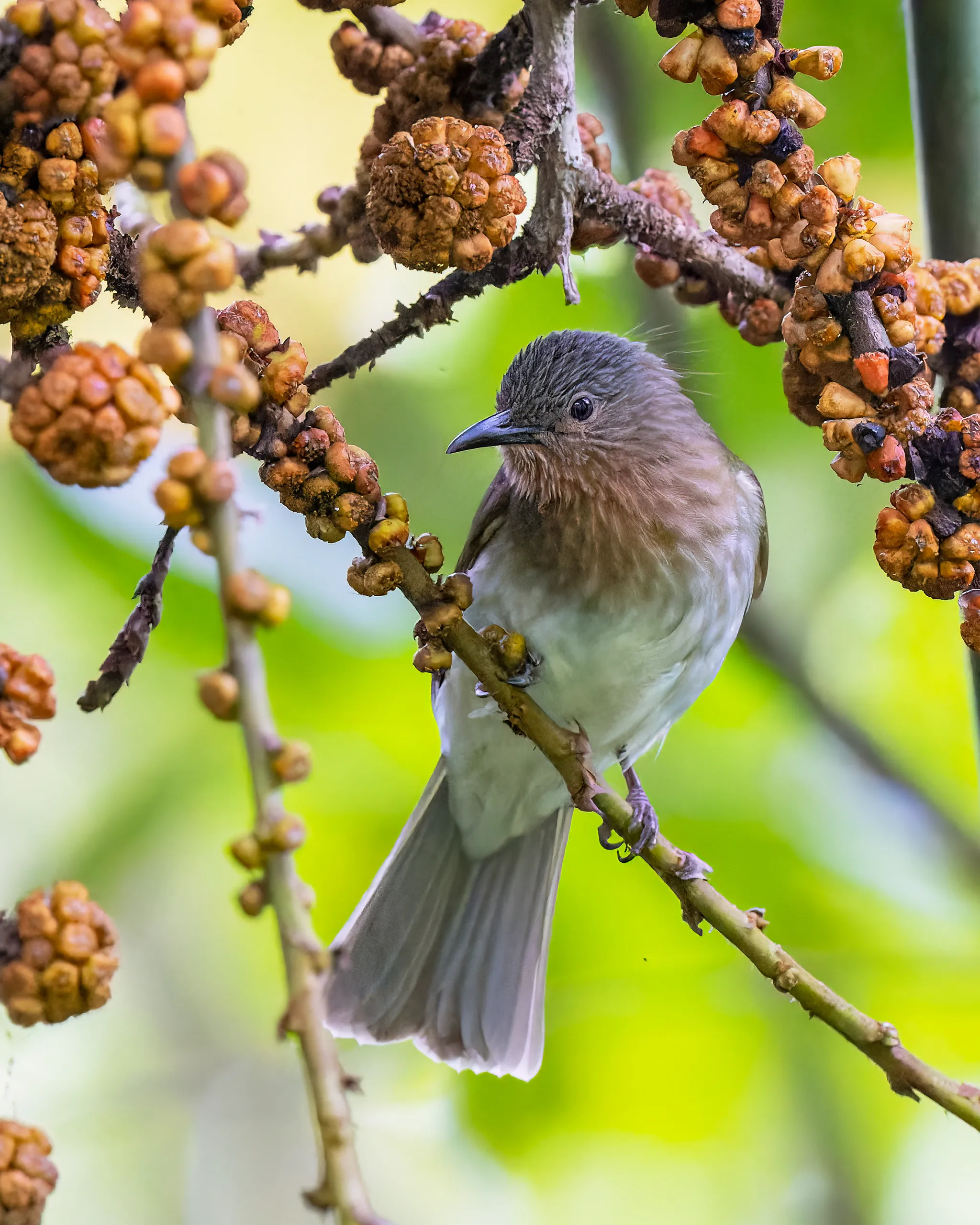 Philippine Bulbul, Philippines