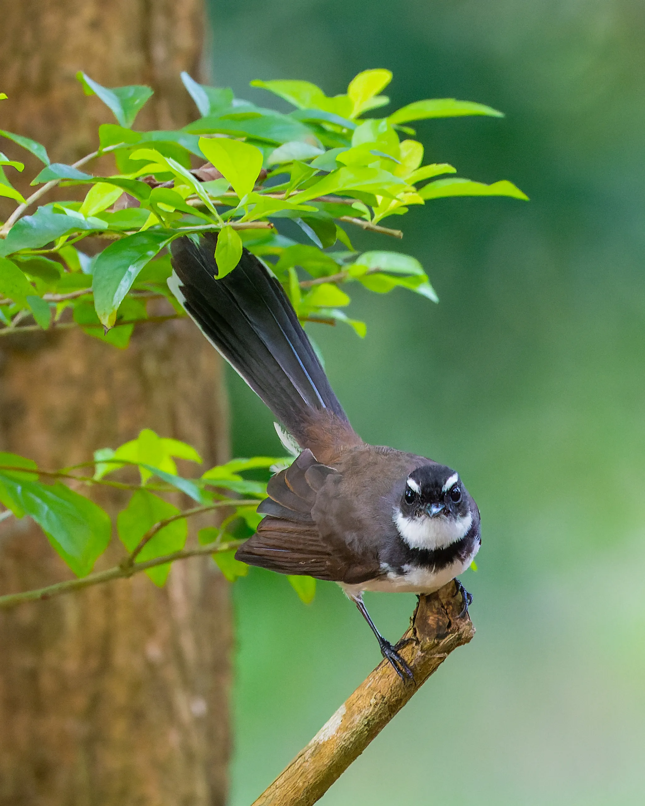Philippine Pied-Fantail, Philippines