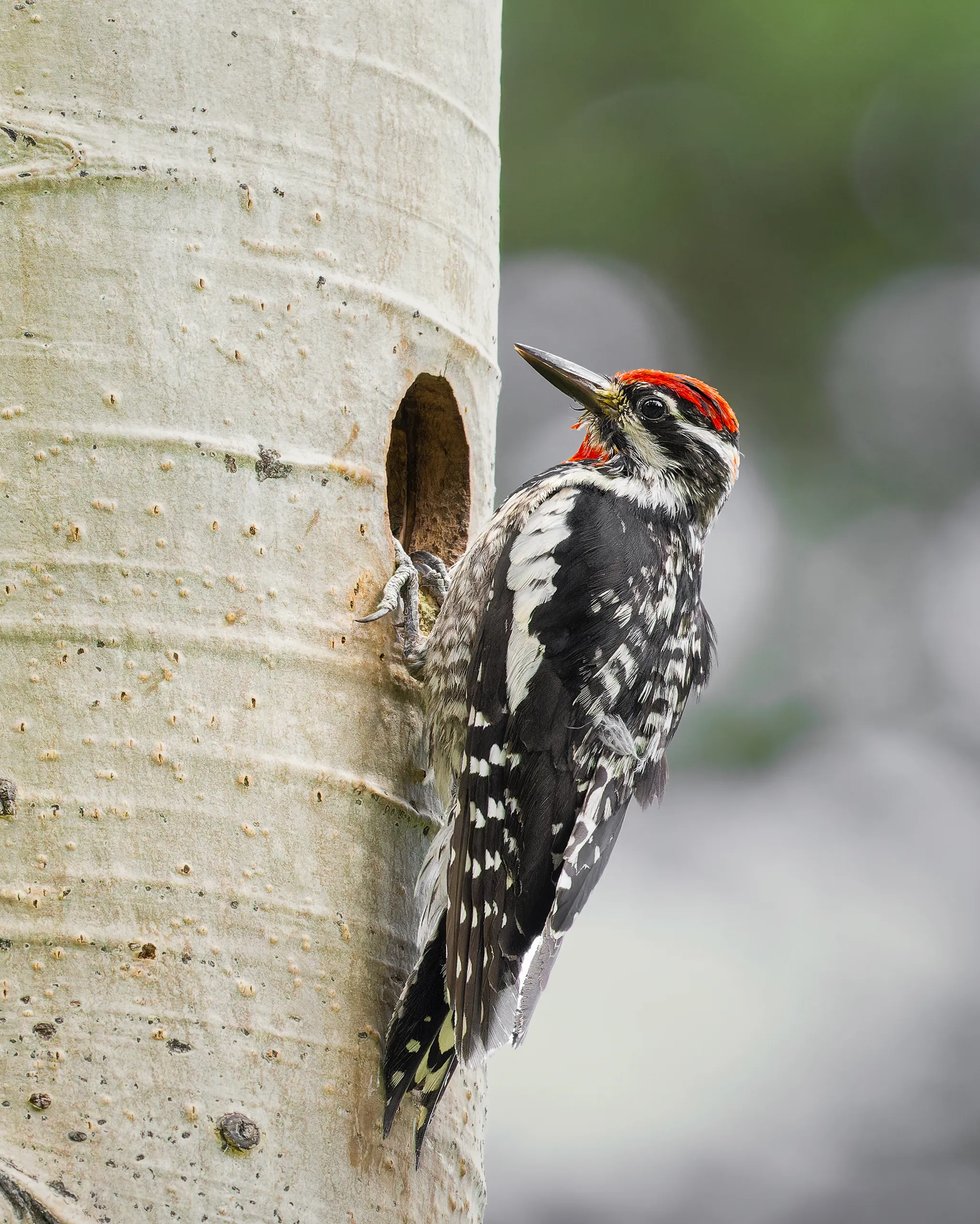 Red-naped Sapsucker, Colorado