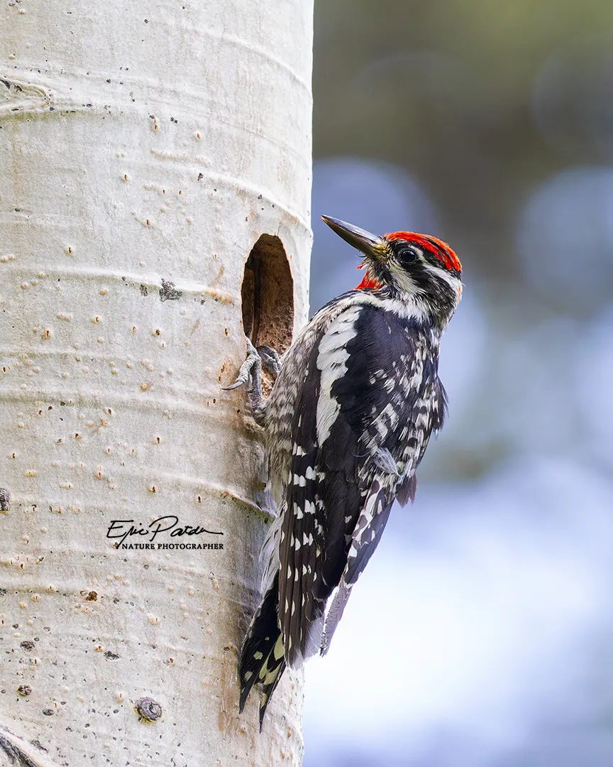 Red-naped Sapsucker, Colorado