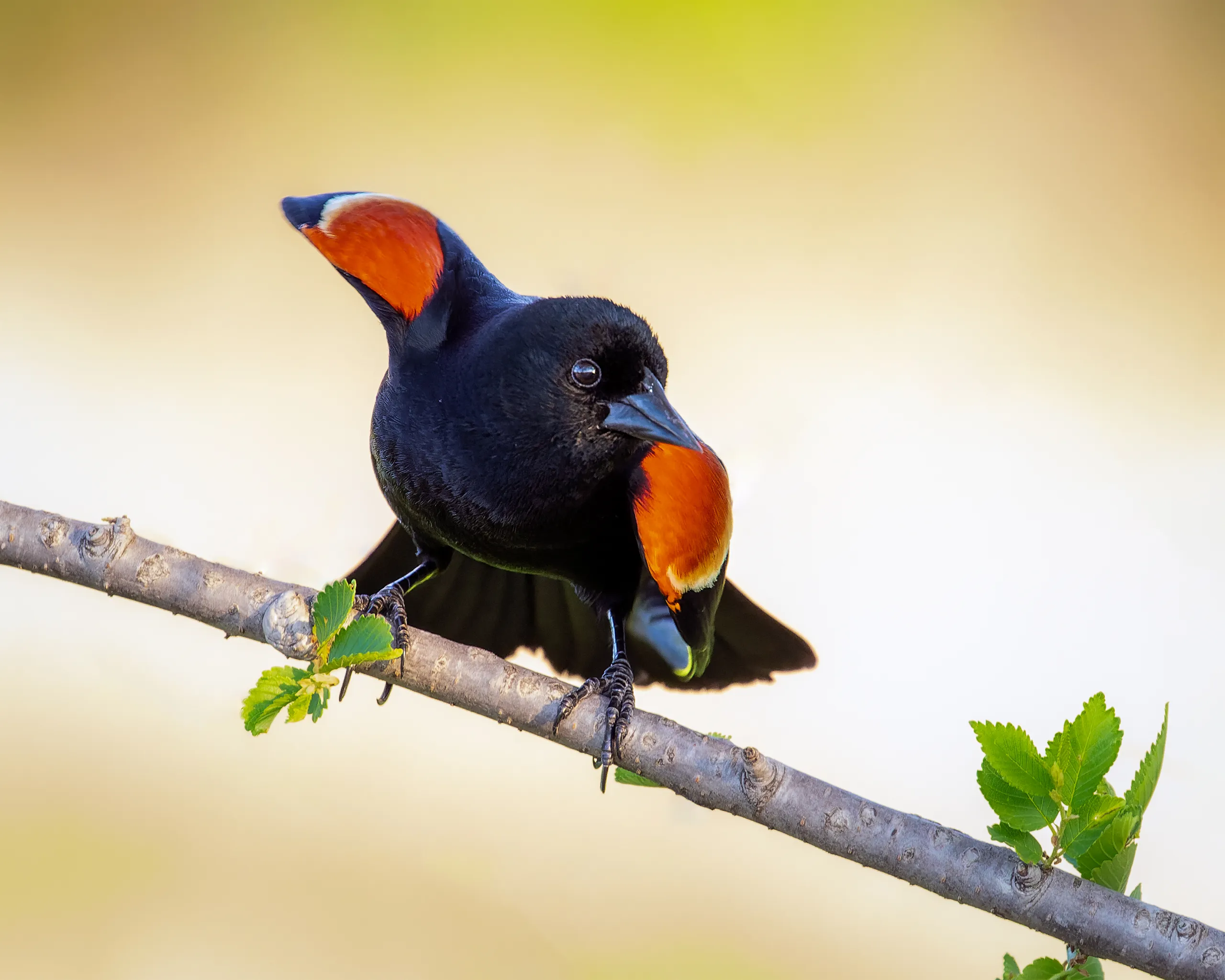 Red-winged Blackbird, Nebraska