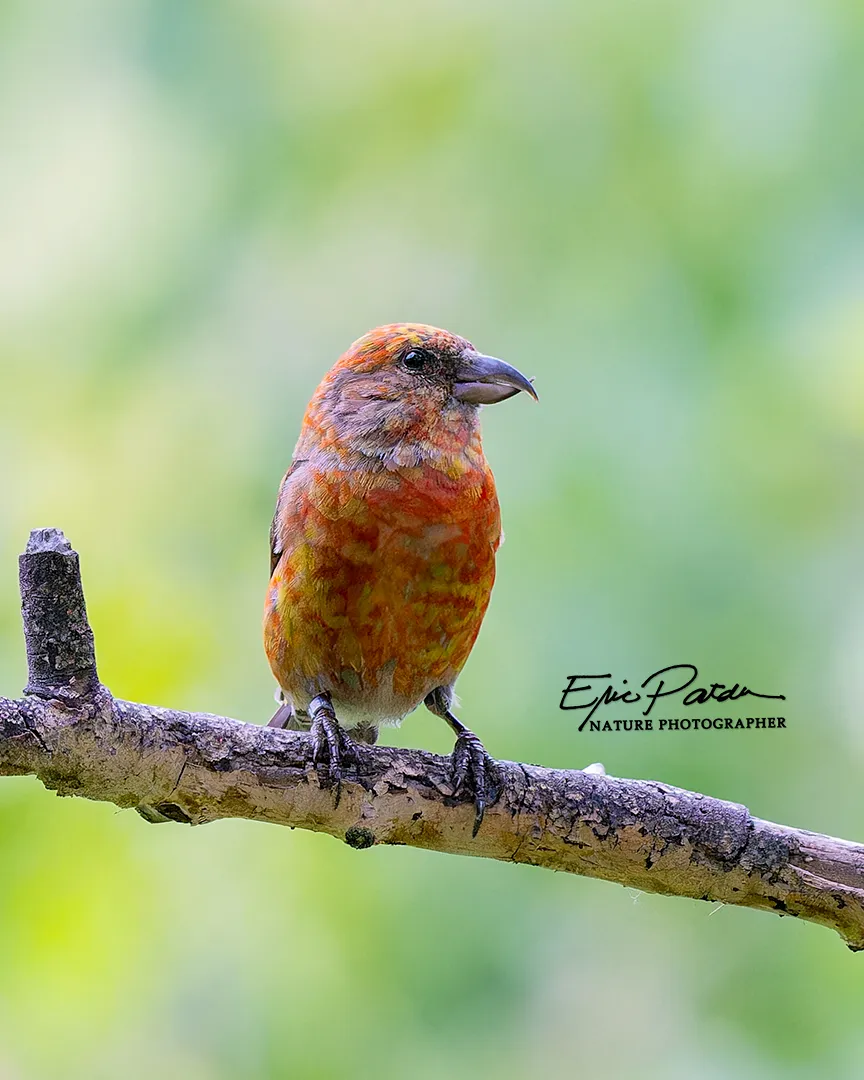 Red Crossbill, Colorado