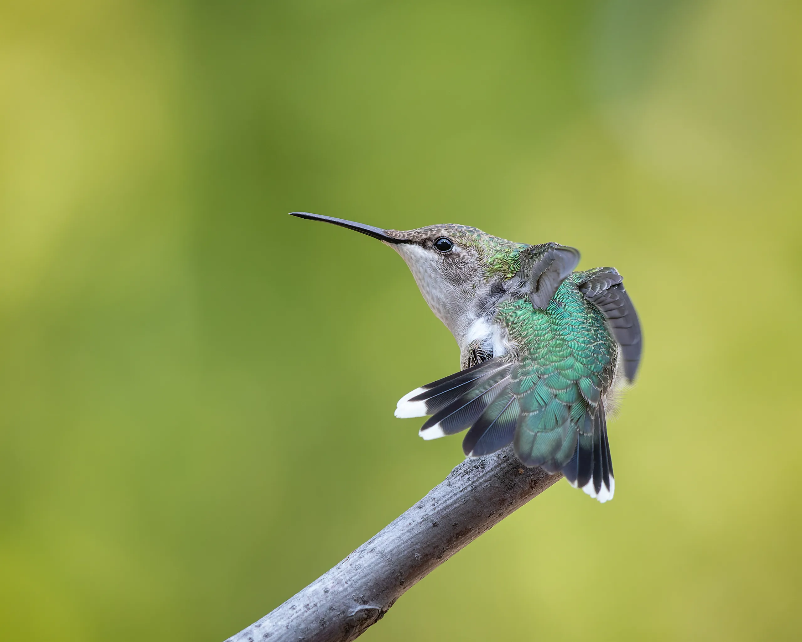 Ruby-throated Hummingbird, Nebraska