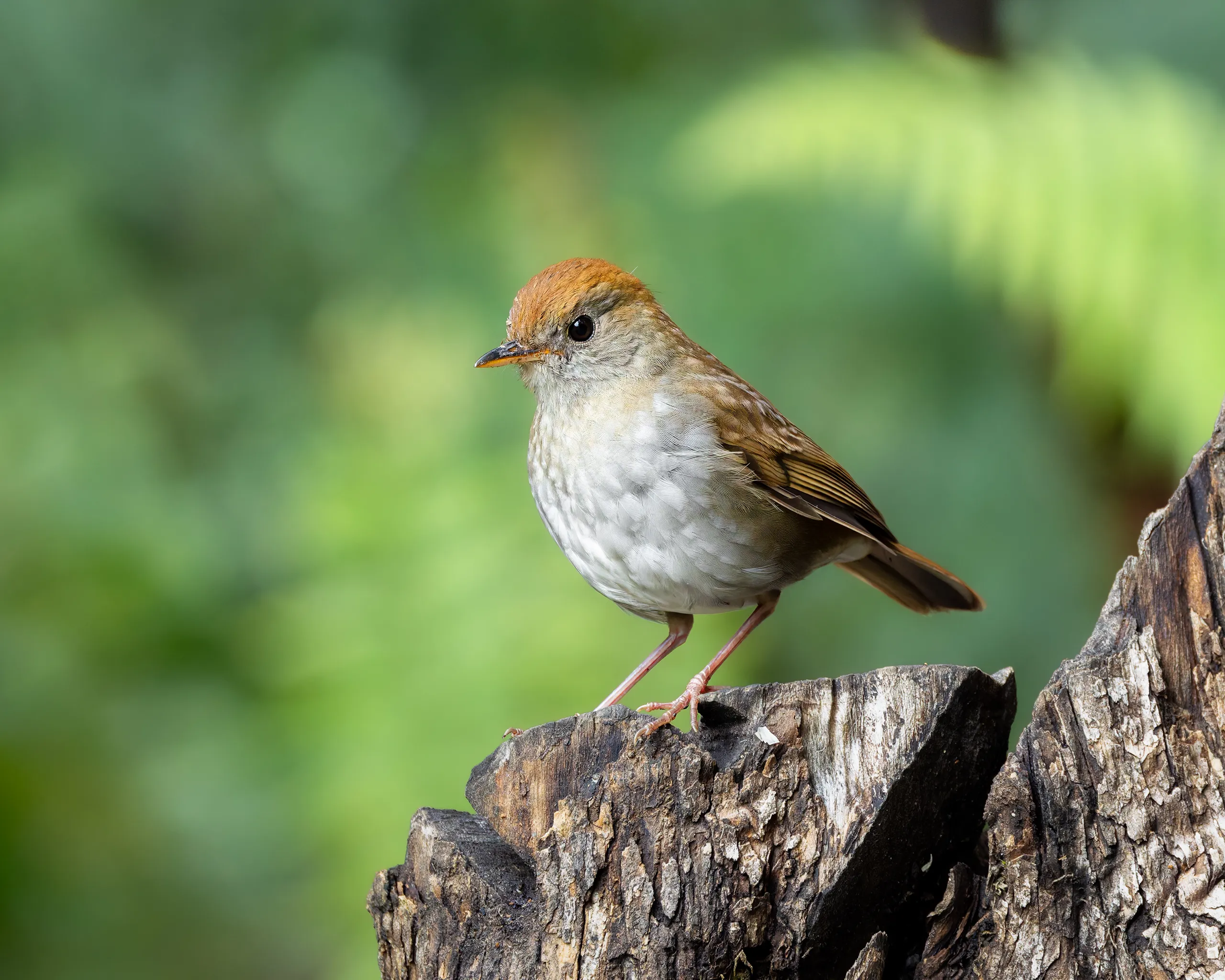 Ruddy-capped Nightingale-Thrush, Costa Rica