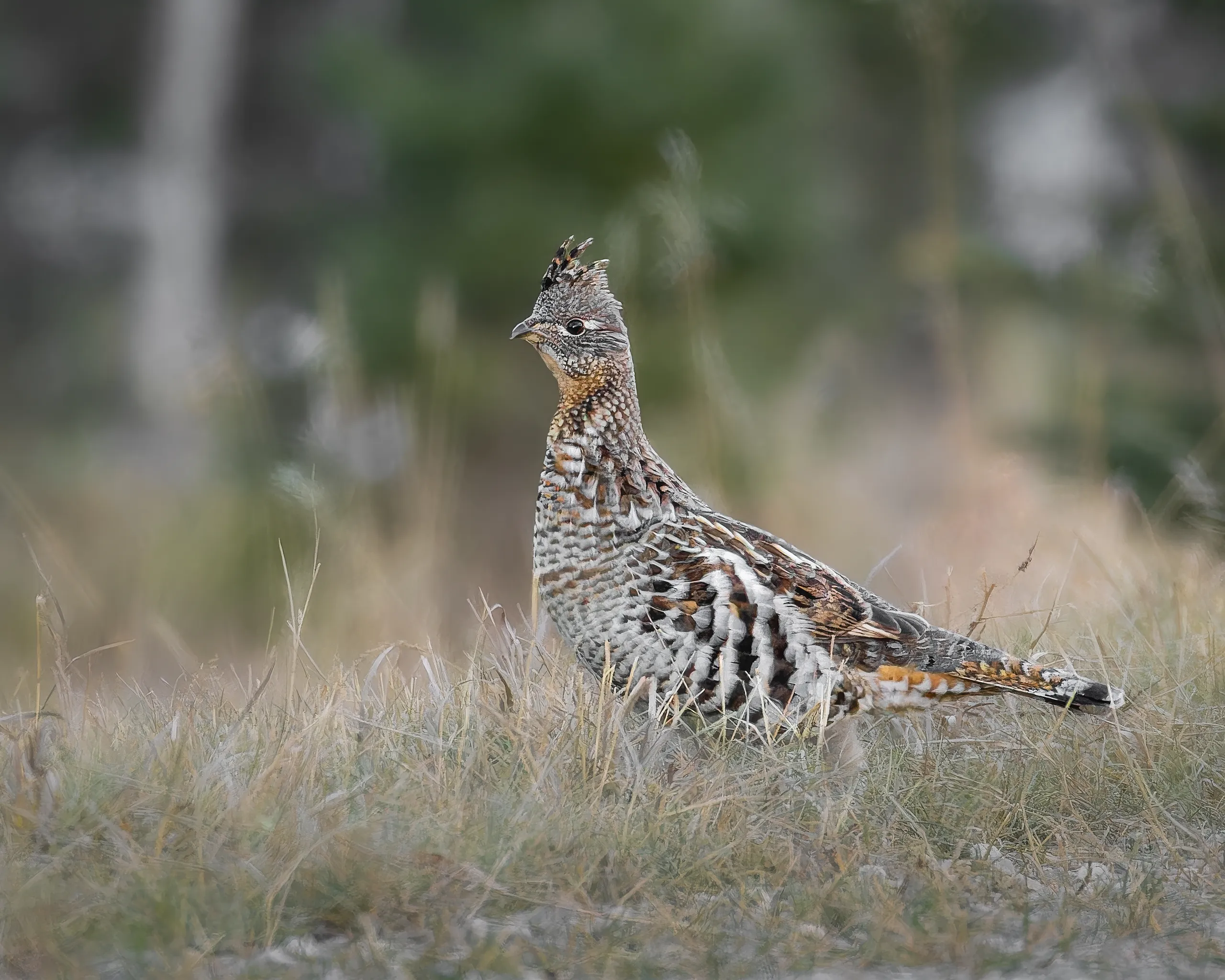 Ruffed Grouse, Calgary, Canada