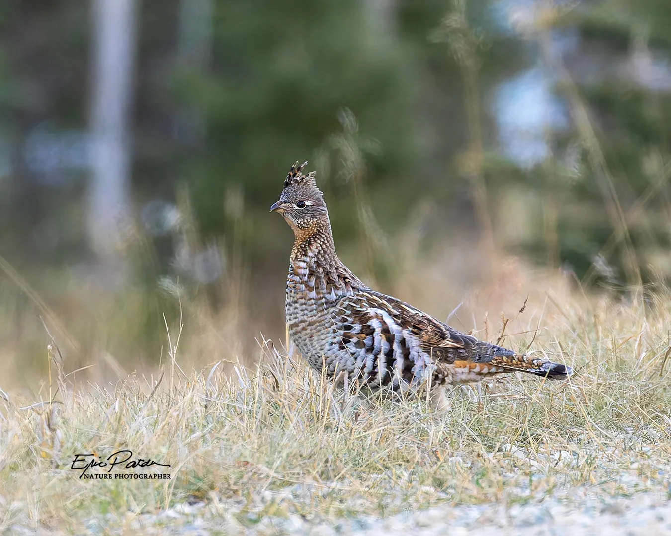 Ruffed Grouse