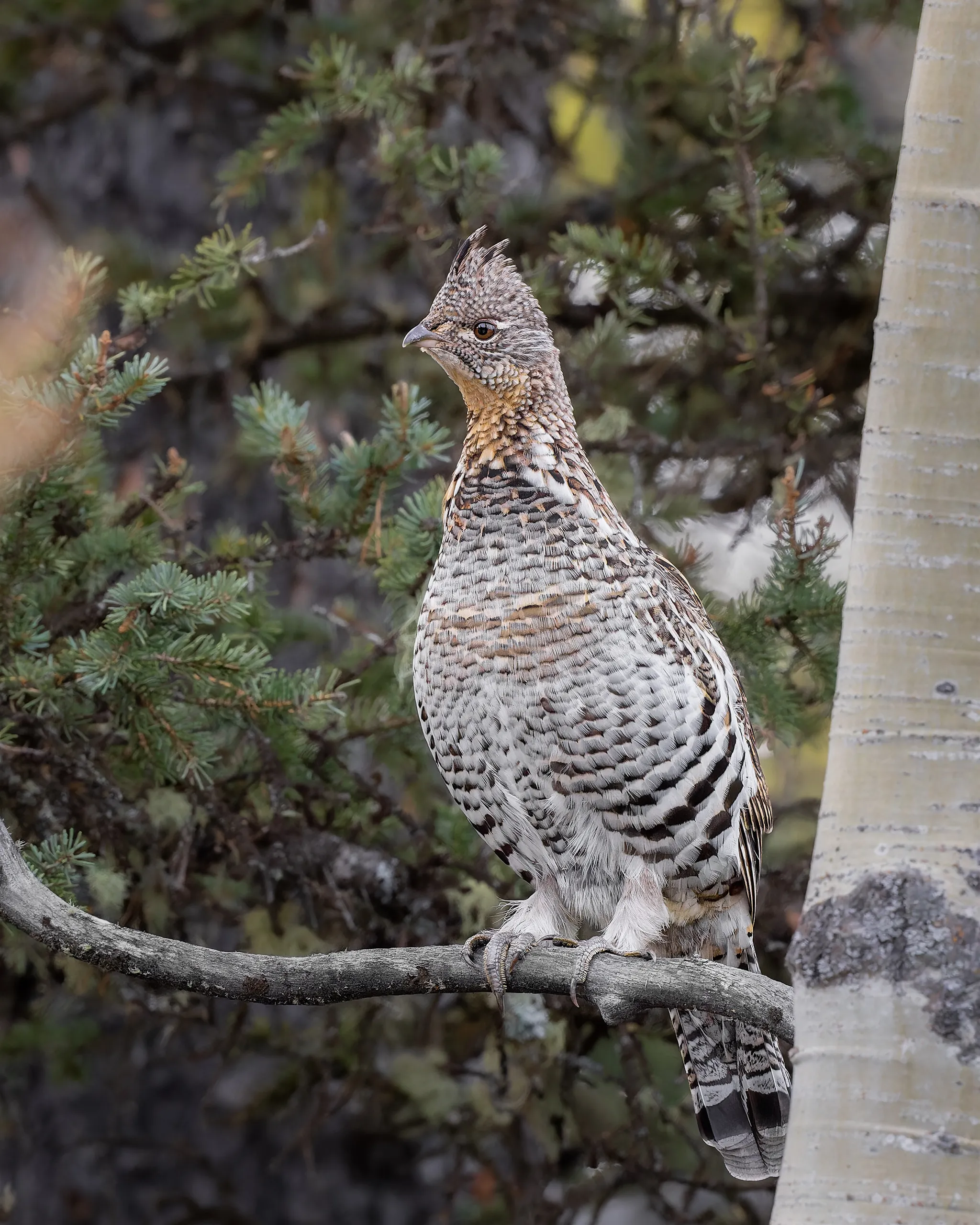 Ruffed Grouse, Calgary, Canada