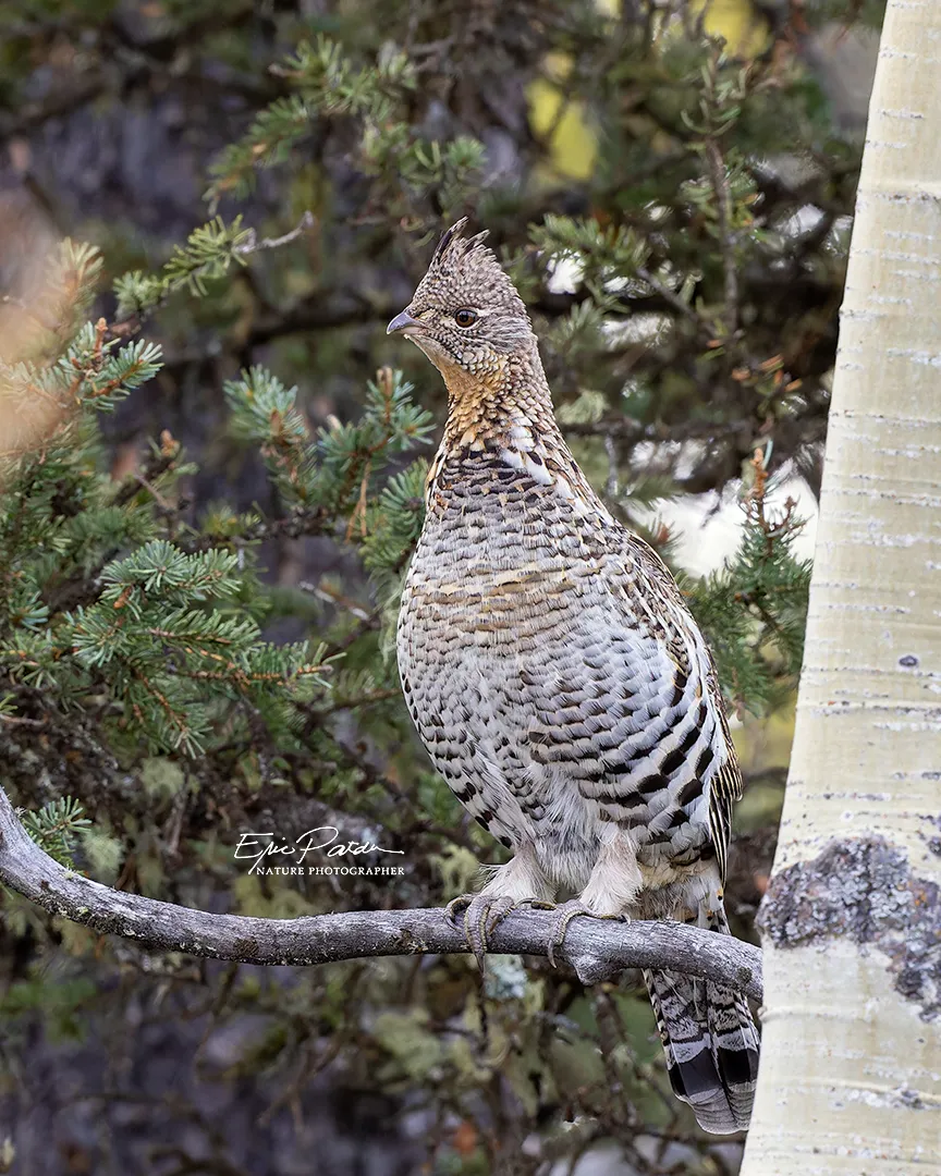Ruffed Grouse