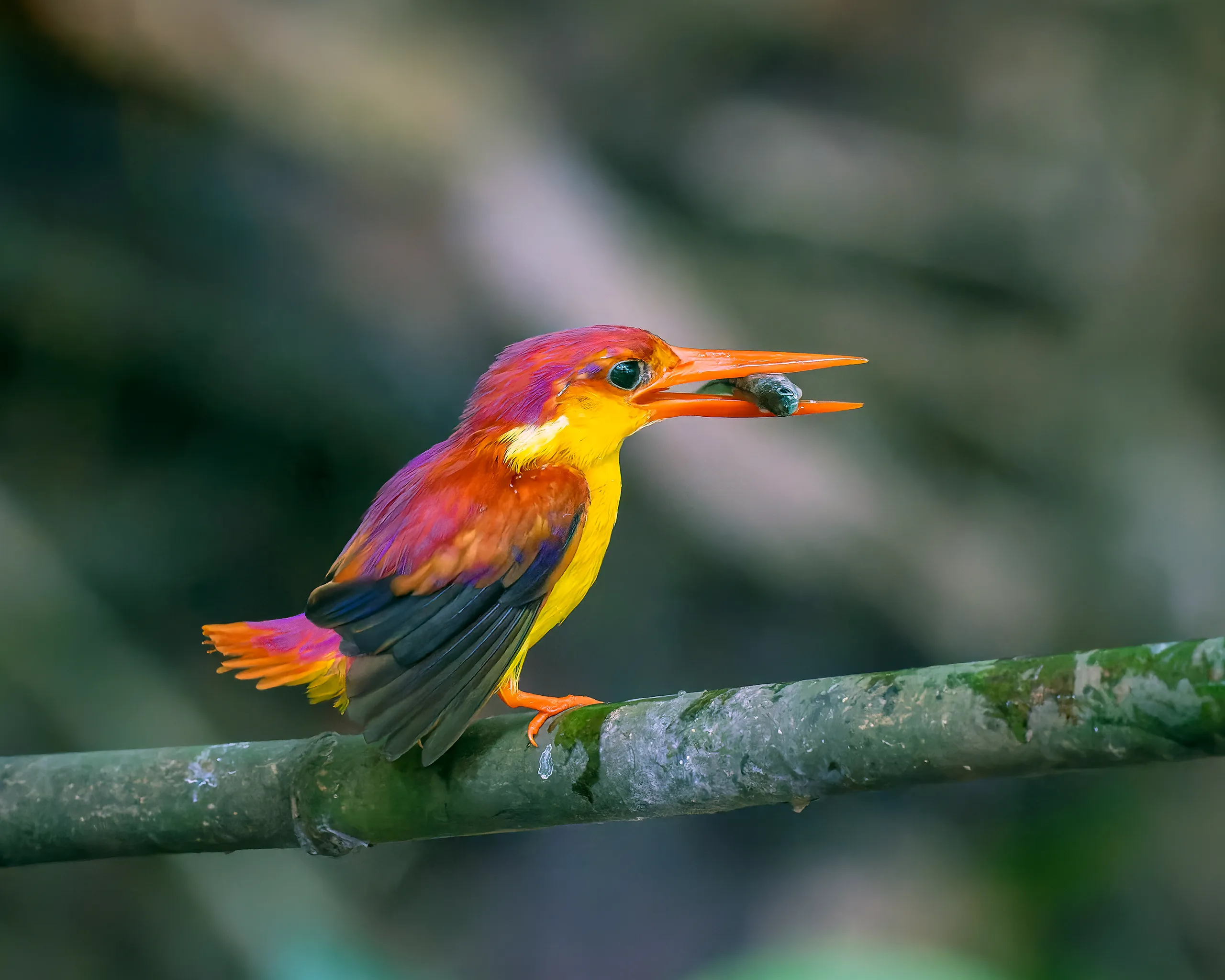 Rufous-backed Kingfisher, Philippines