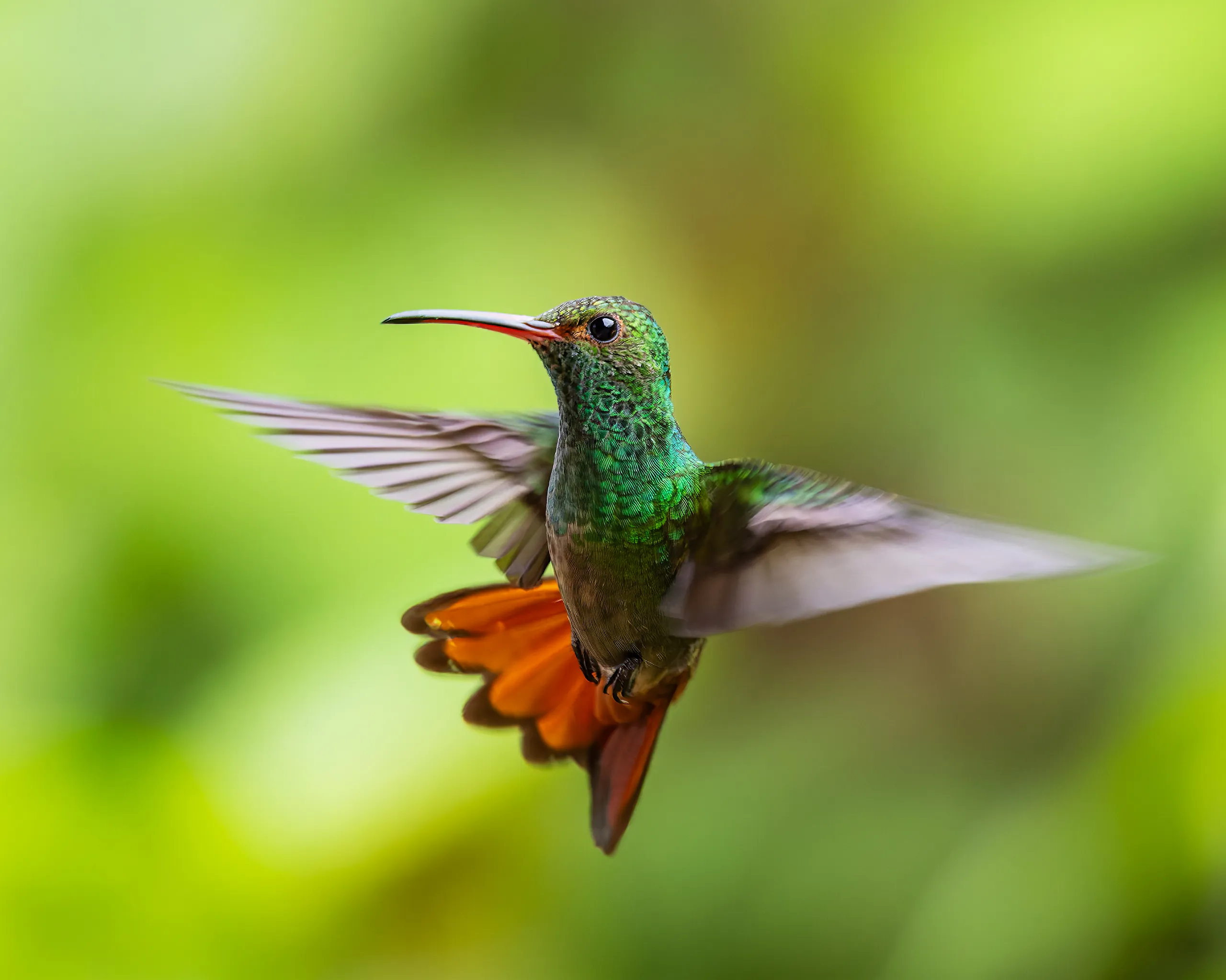 Rufous-tailed Hummingbird, Costa Rica