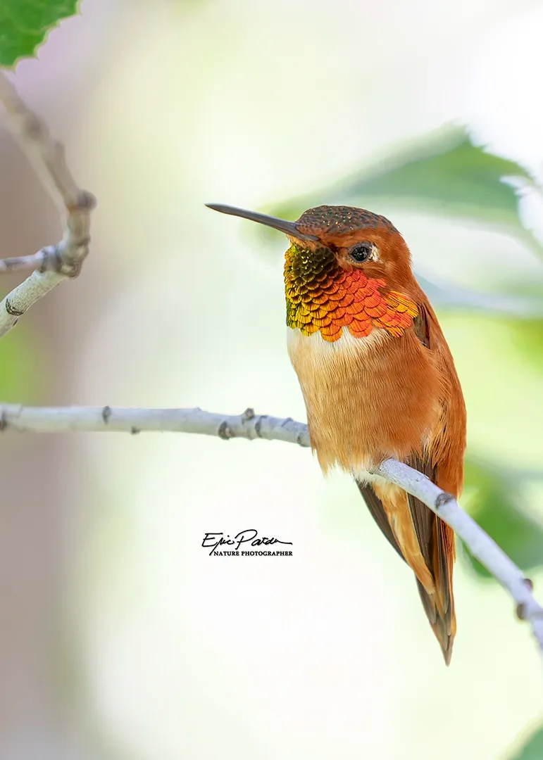 Rufous Hummingbird, Arizona