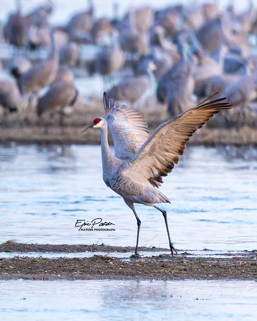 Sandhill Cranes — Sandhill Crane