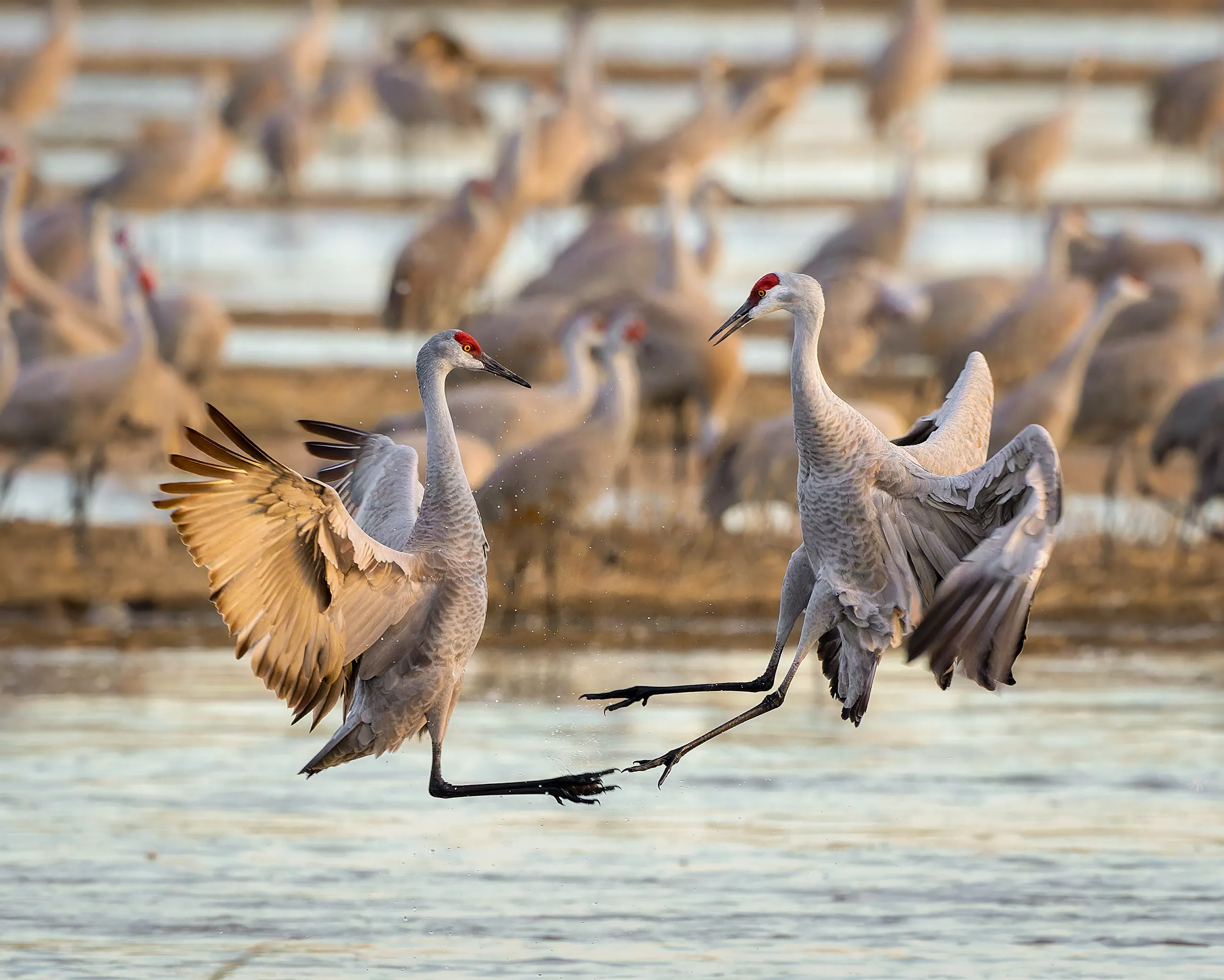 Sandhill Crane, Nebraska