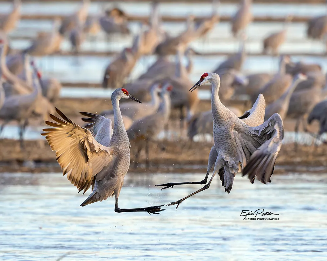 Sandhill Crane
