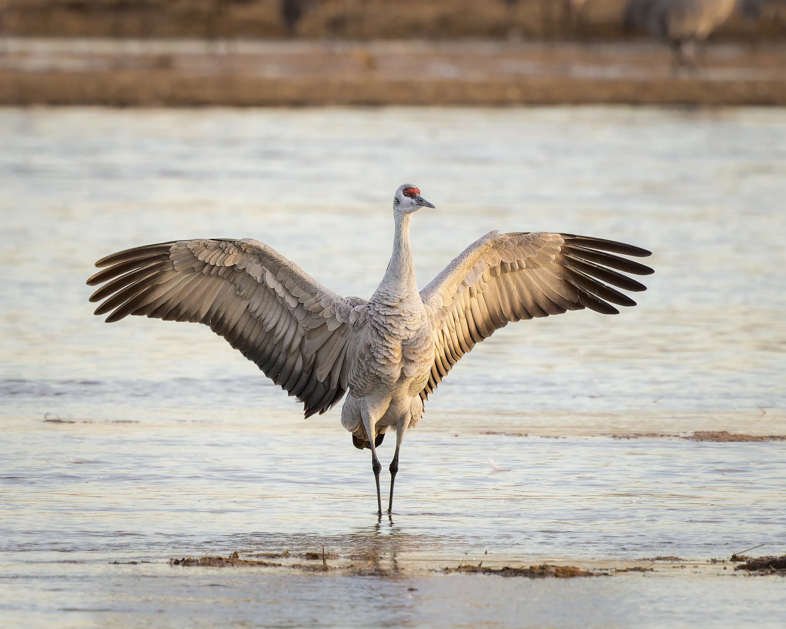 Sandhill Crane, Nebraska