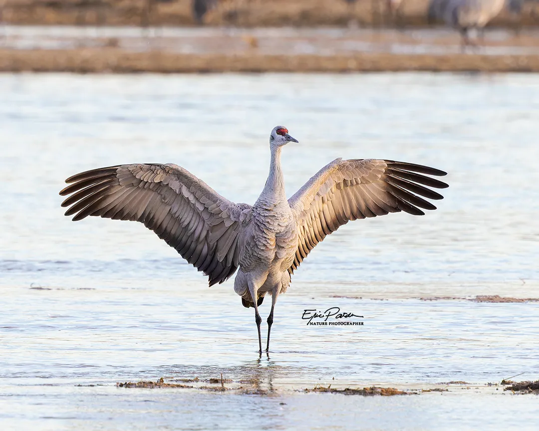 Sandhill Crane