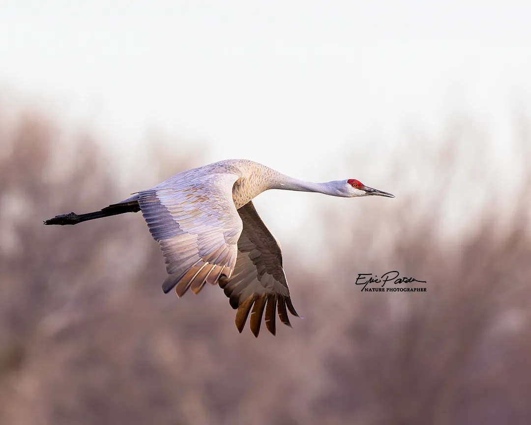 Sandhill Crane