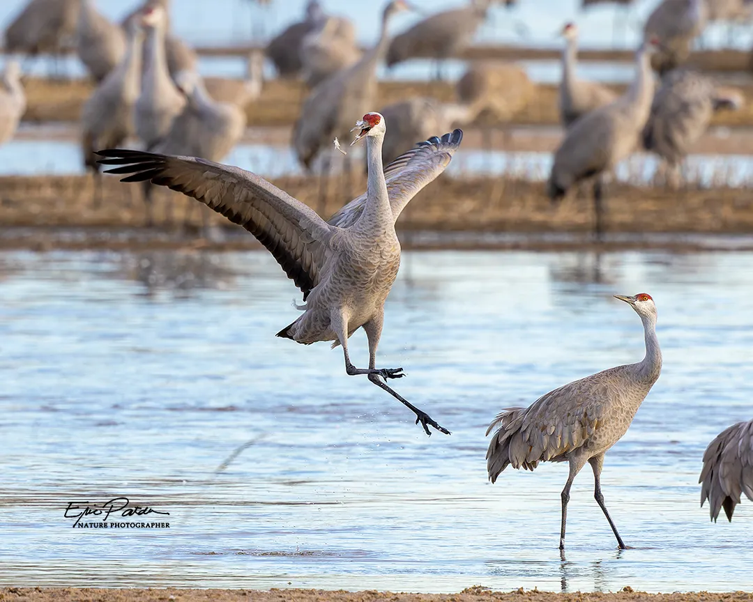 Sandhill Crane