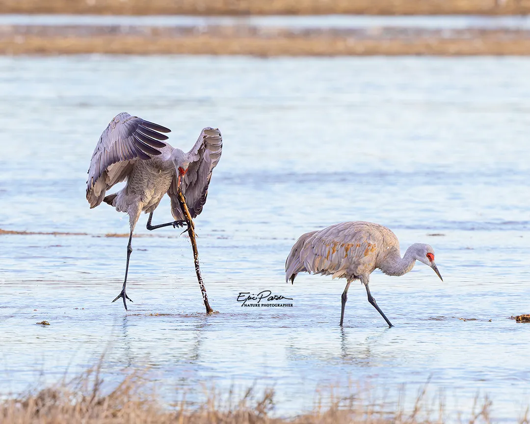 Sandhill Crane