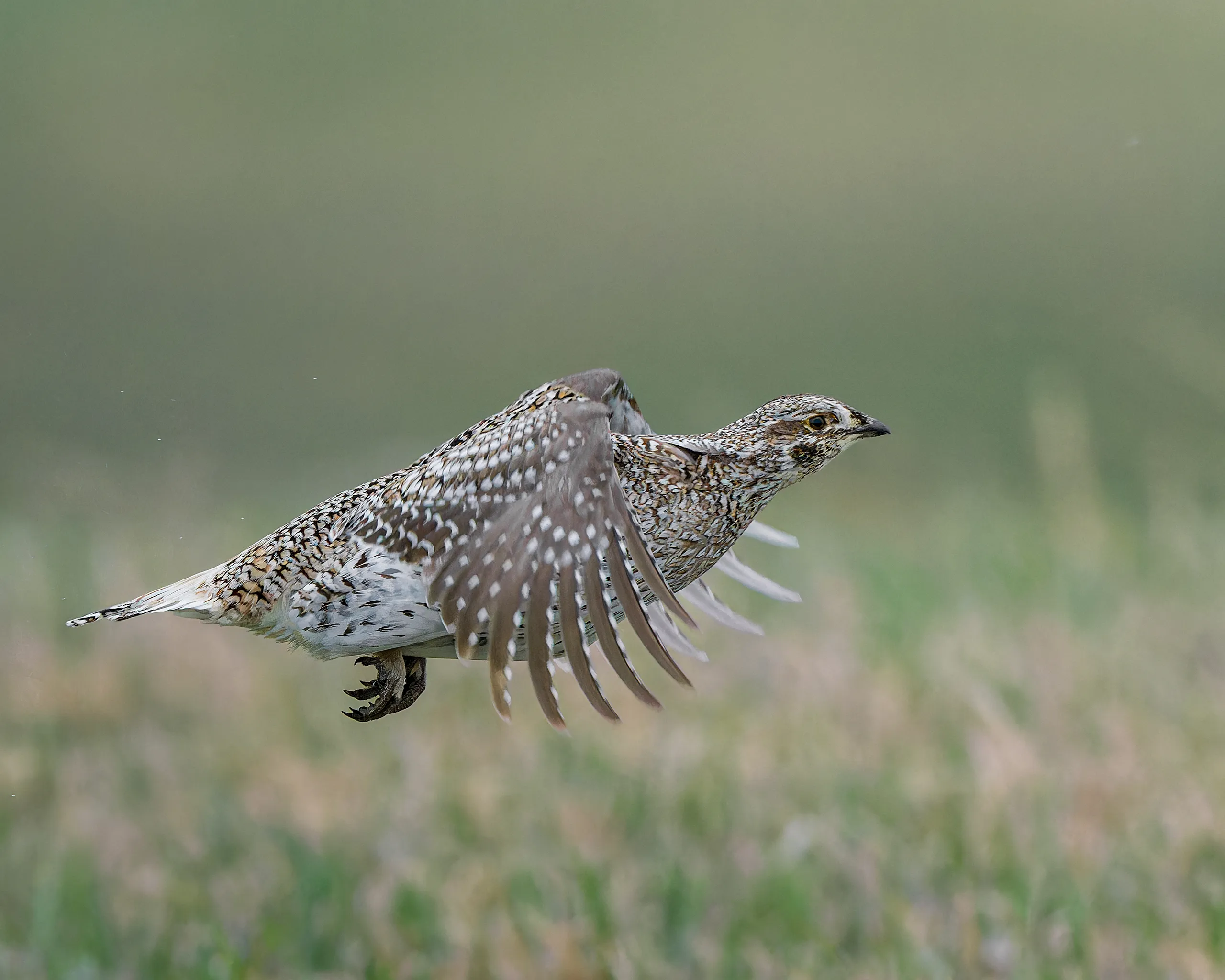 Sharp-tailed Grouse, Nebraska