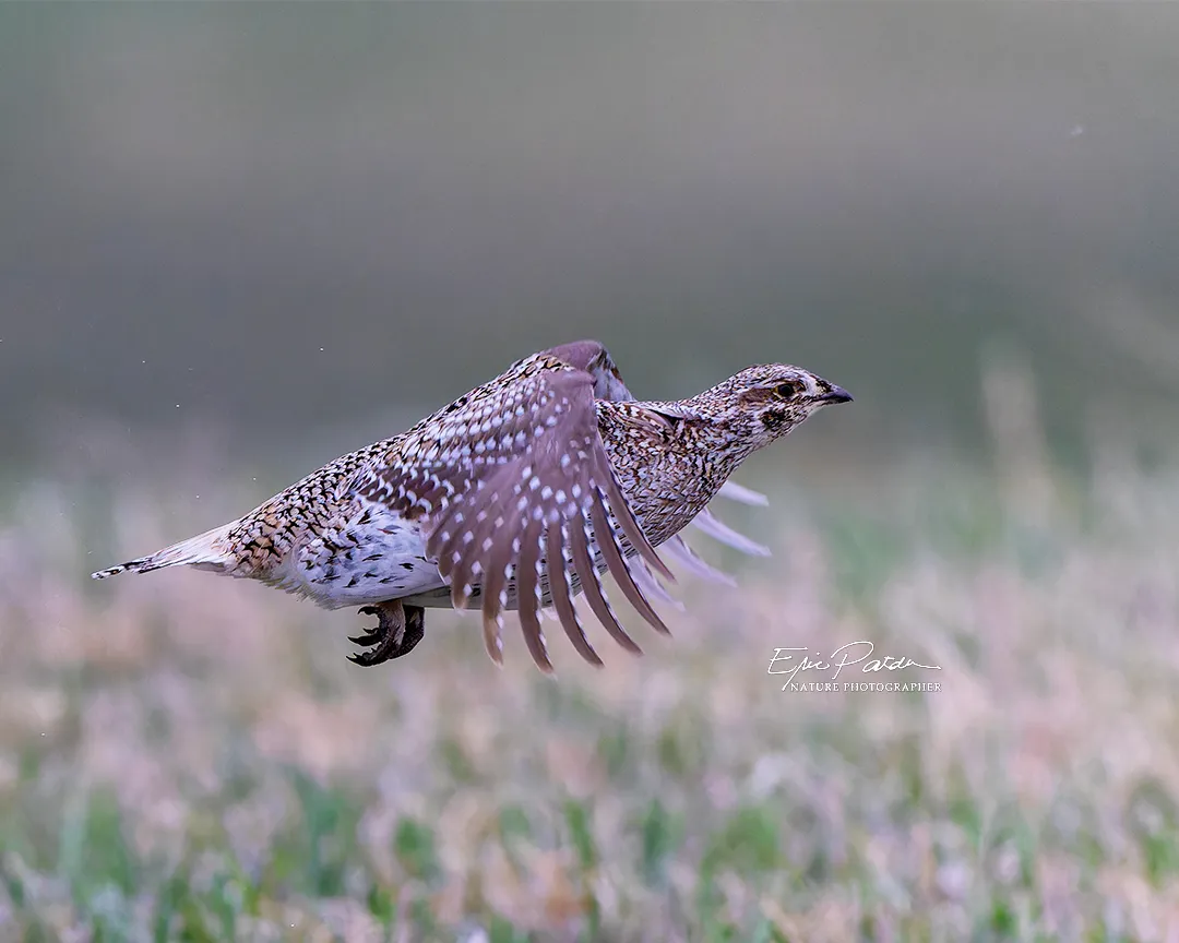 Sharp-tailed Grouse