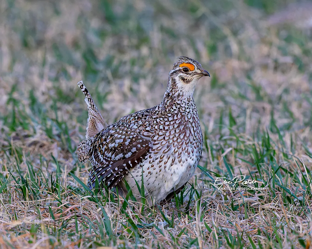 Sharp-tailed Grouse
