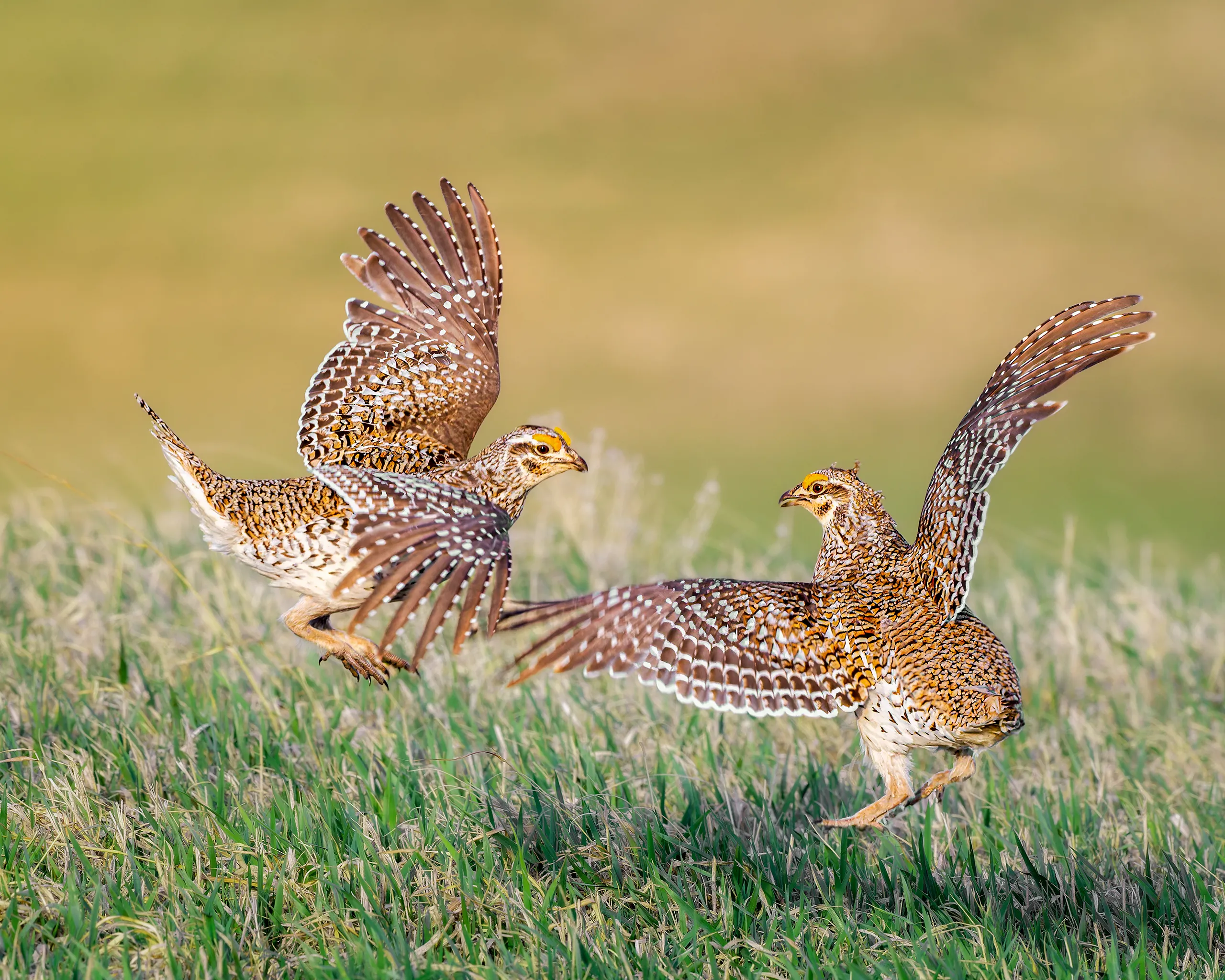 Sharp-tailed Grouse, Nebraska