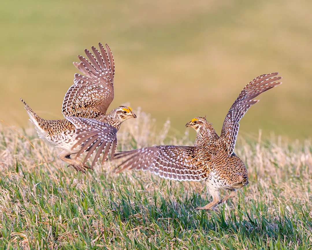 Sharp-tailed Grouse