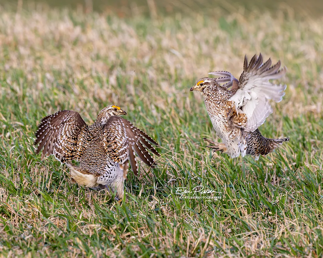 Sharp-tailed Grouse
