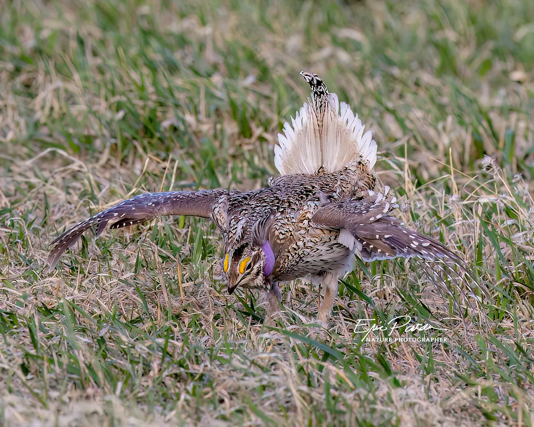 Sharp-tailed Grouse