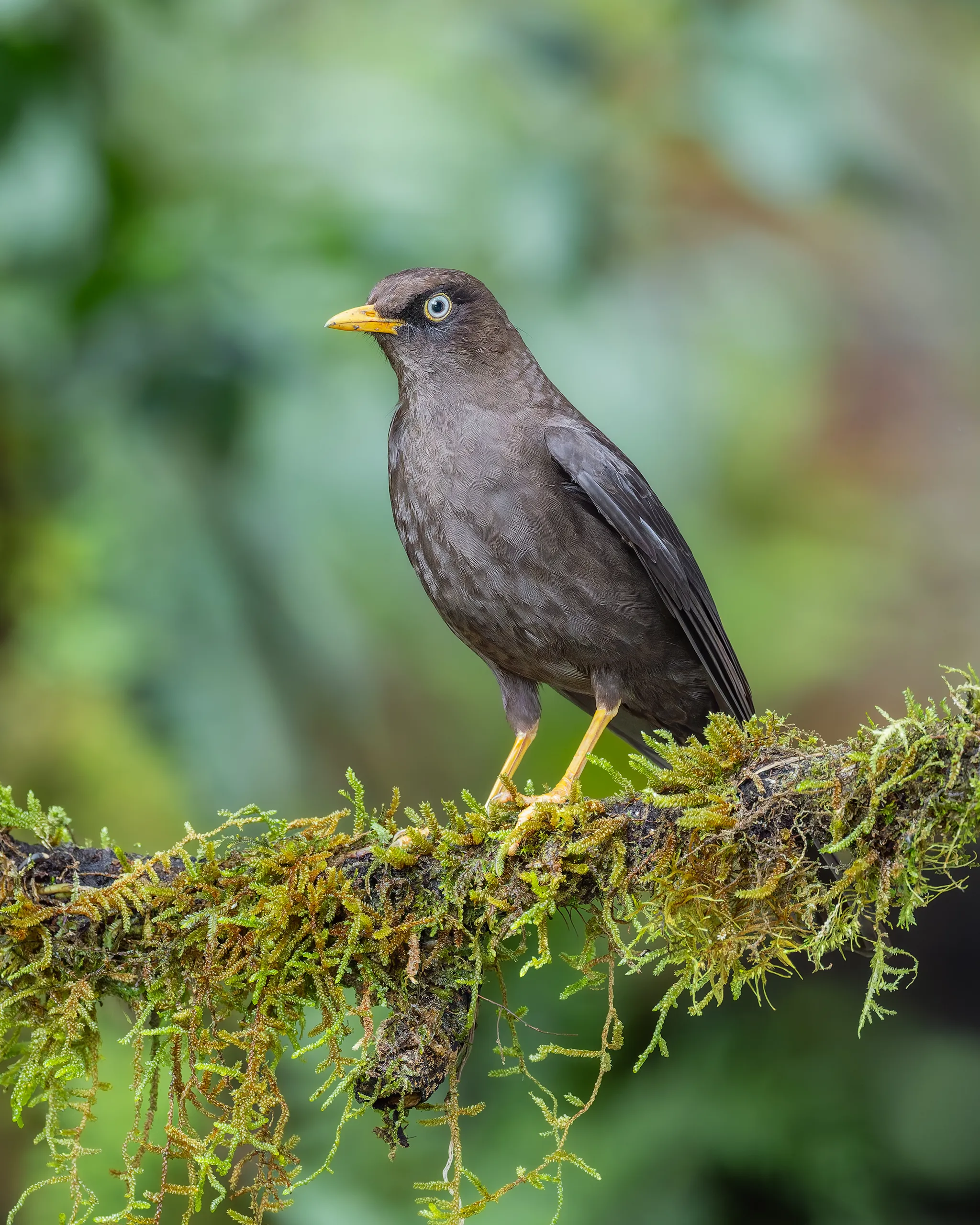 Sooty Thrush, Costa Rica