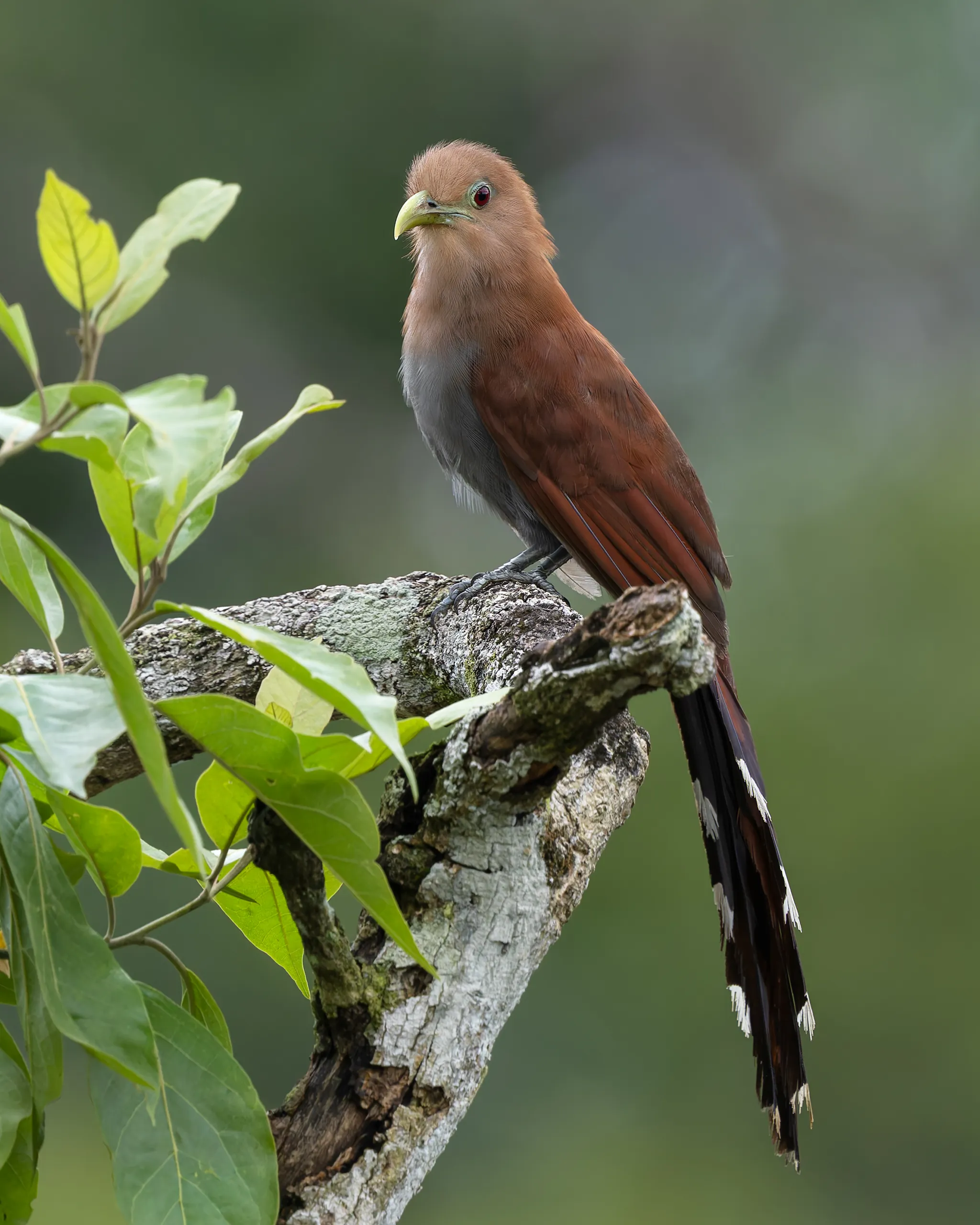 Squirrel Cuckoo, Costa Rica