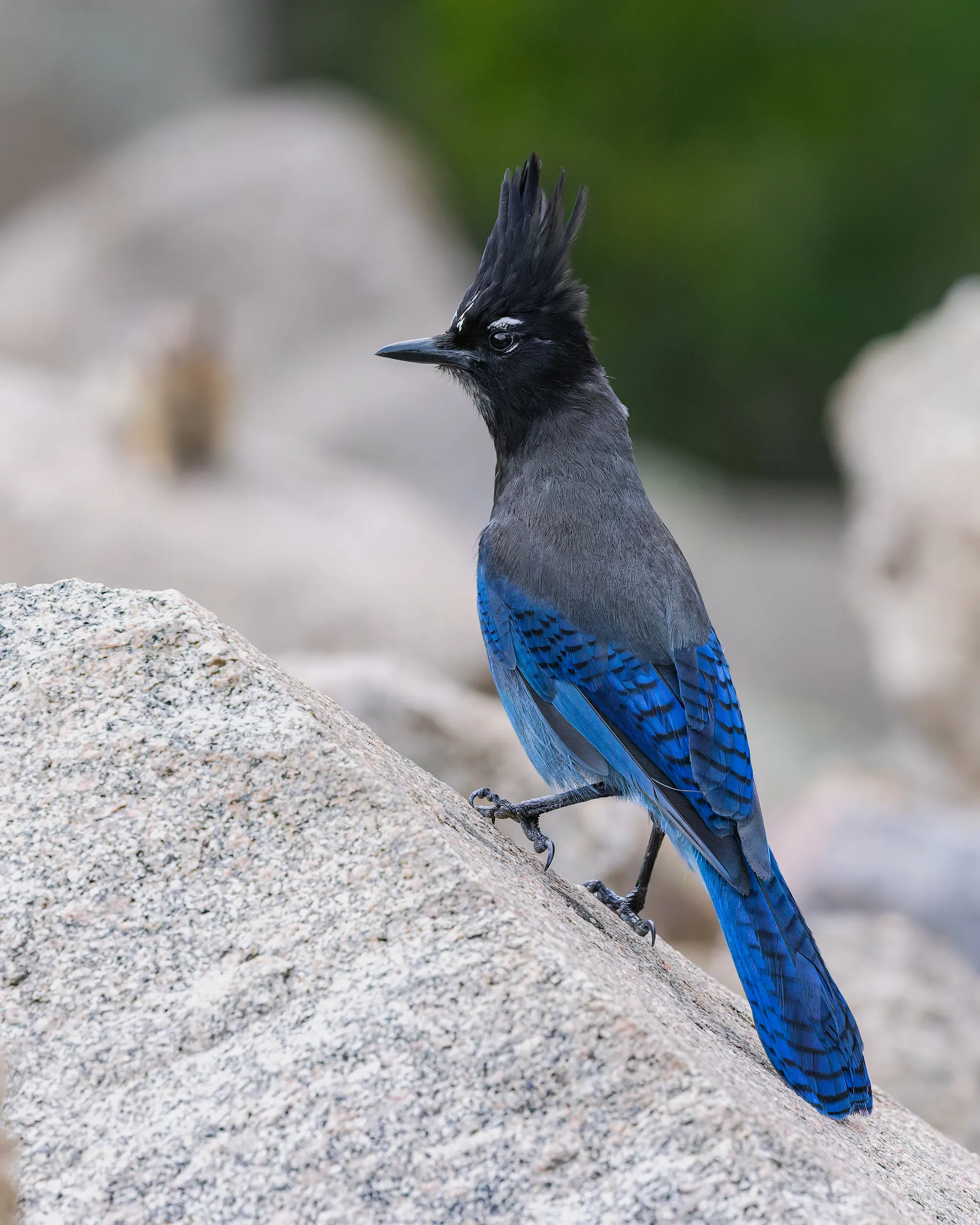 Steller's Jay, Colorado