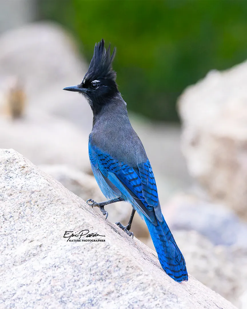 Steller's Jay, Colorado