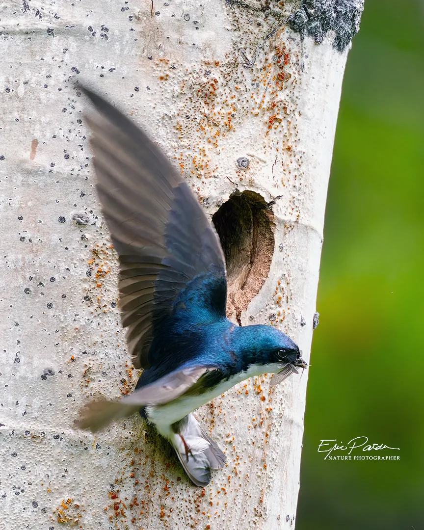 Tree Swallow, Colorado