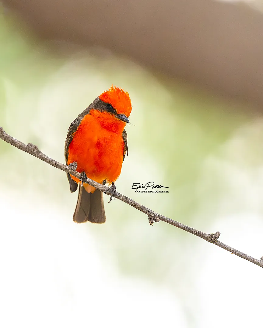 Vermilion Flycatcher, Arizona