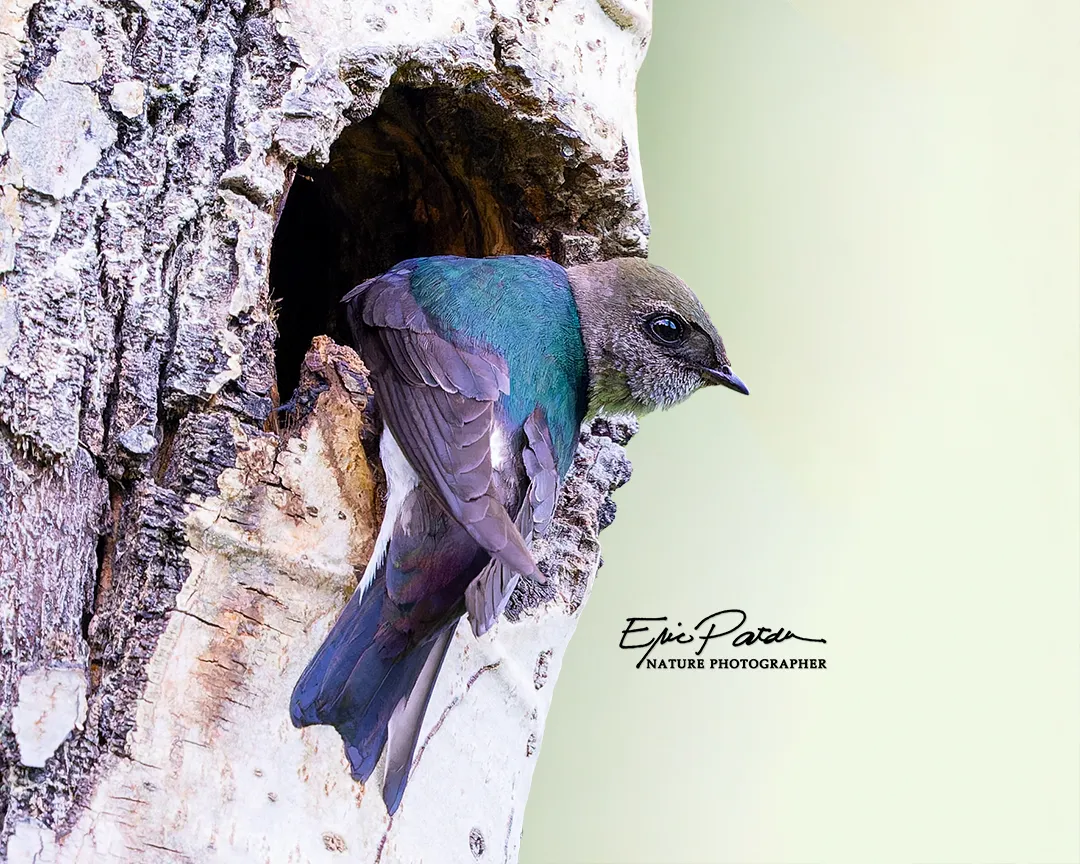 Violet-green Swallow, Colorado