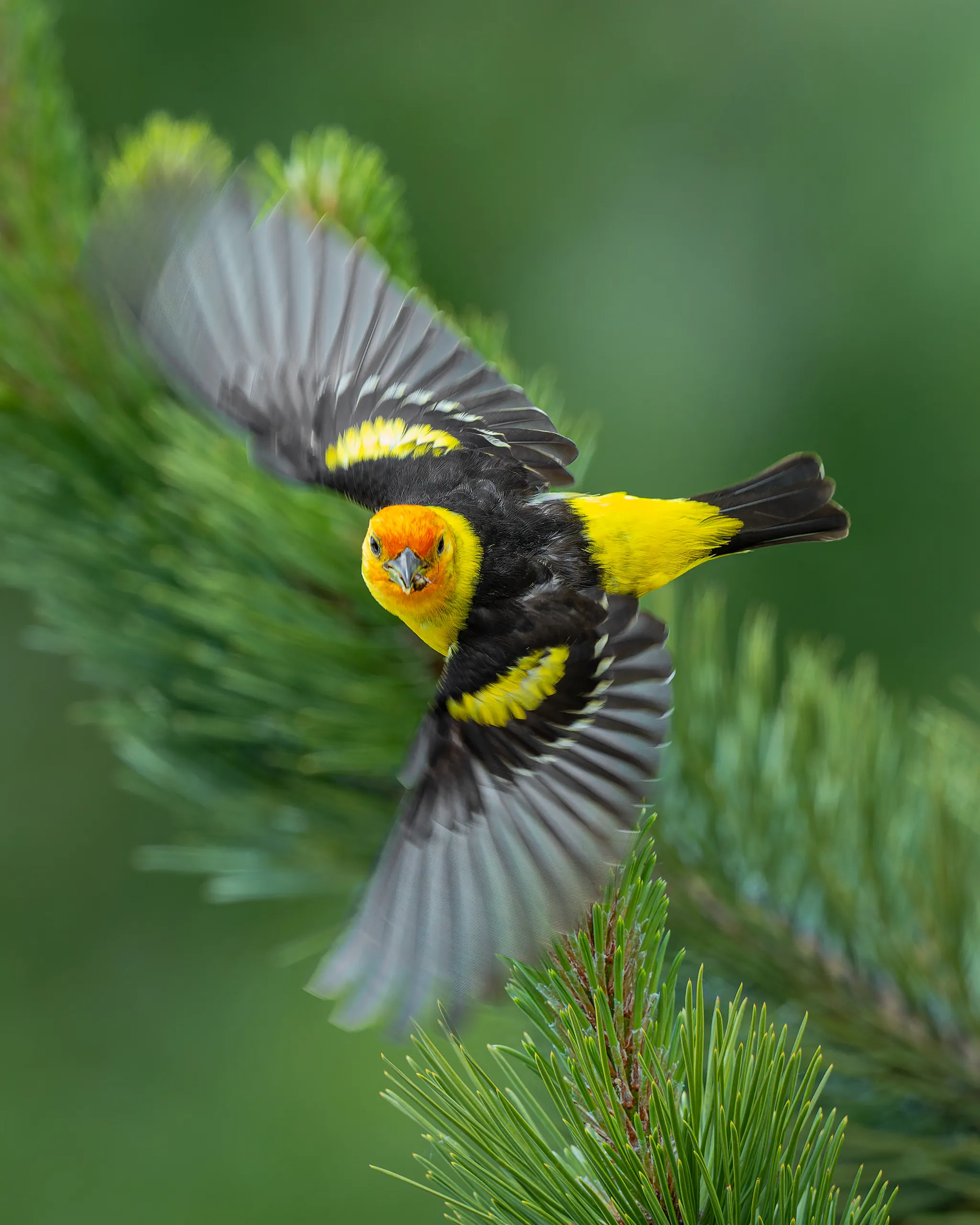 Western Tanager, Colorado