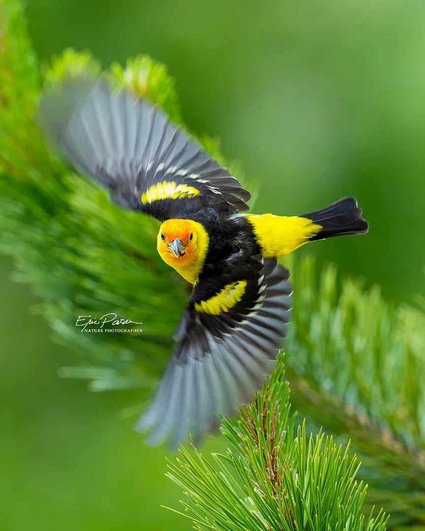 Western Tanager, Colorado