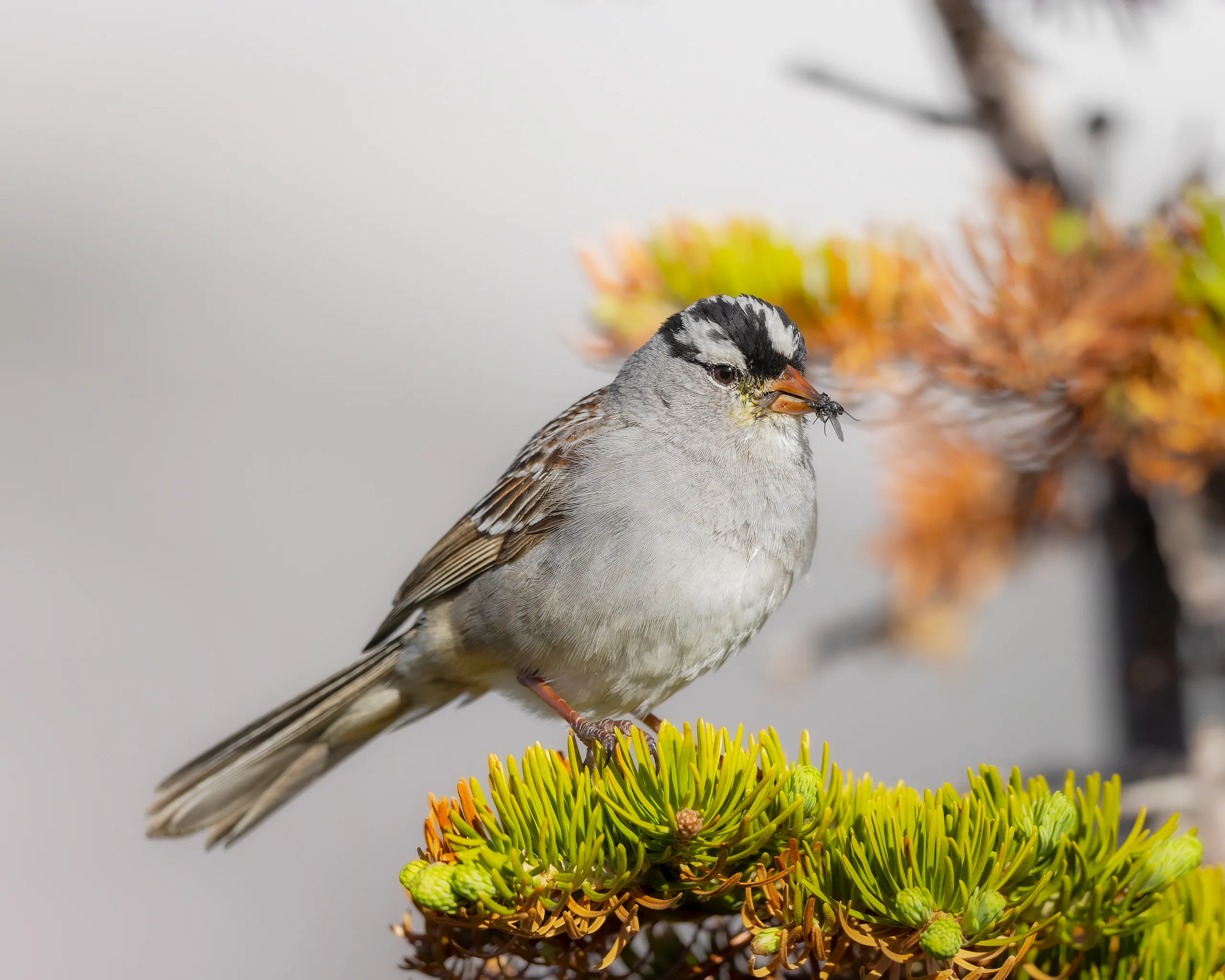 White-crowned Sparrow, Colorado