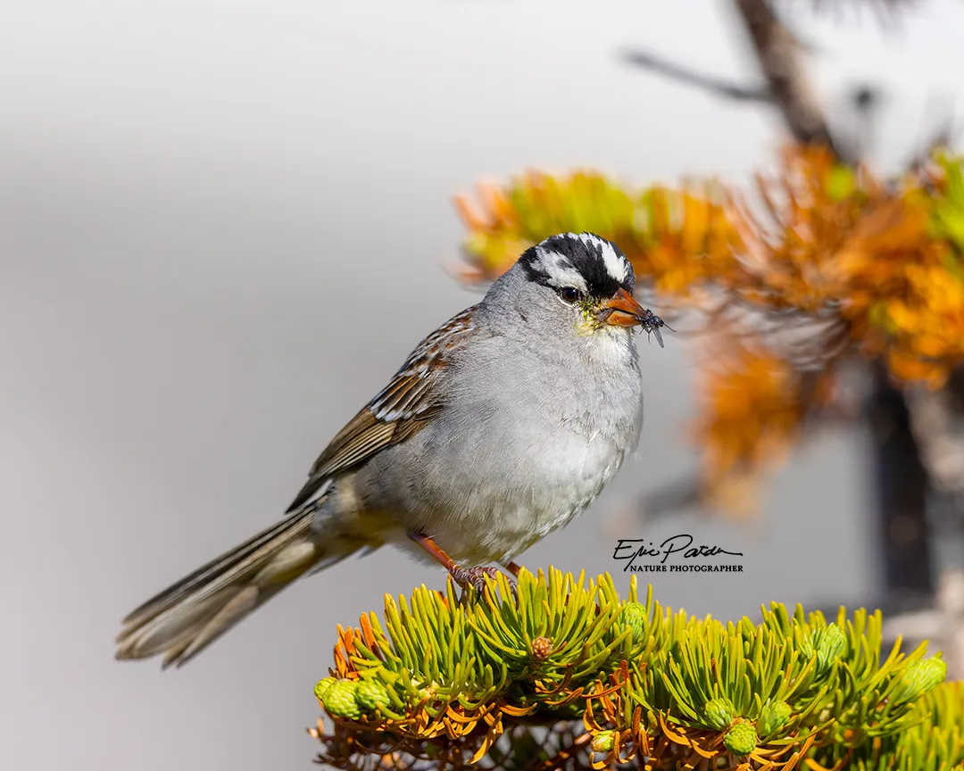 White-crowned Sparrow, Colorado
