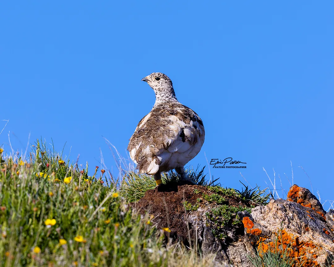 White-tailed Ptarmigan