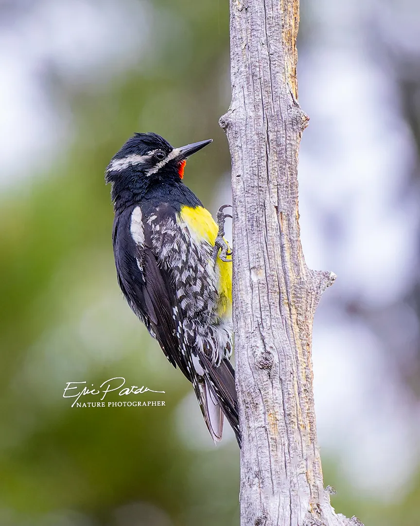 Williamson's Sapsucker, Colorado