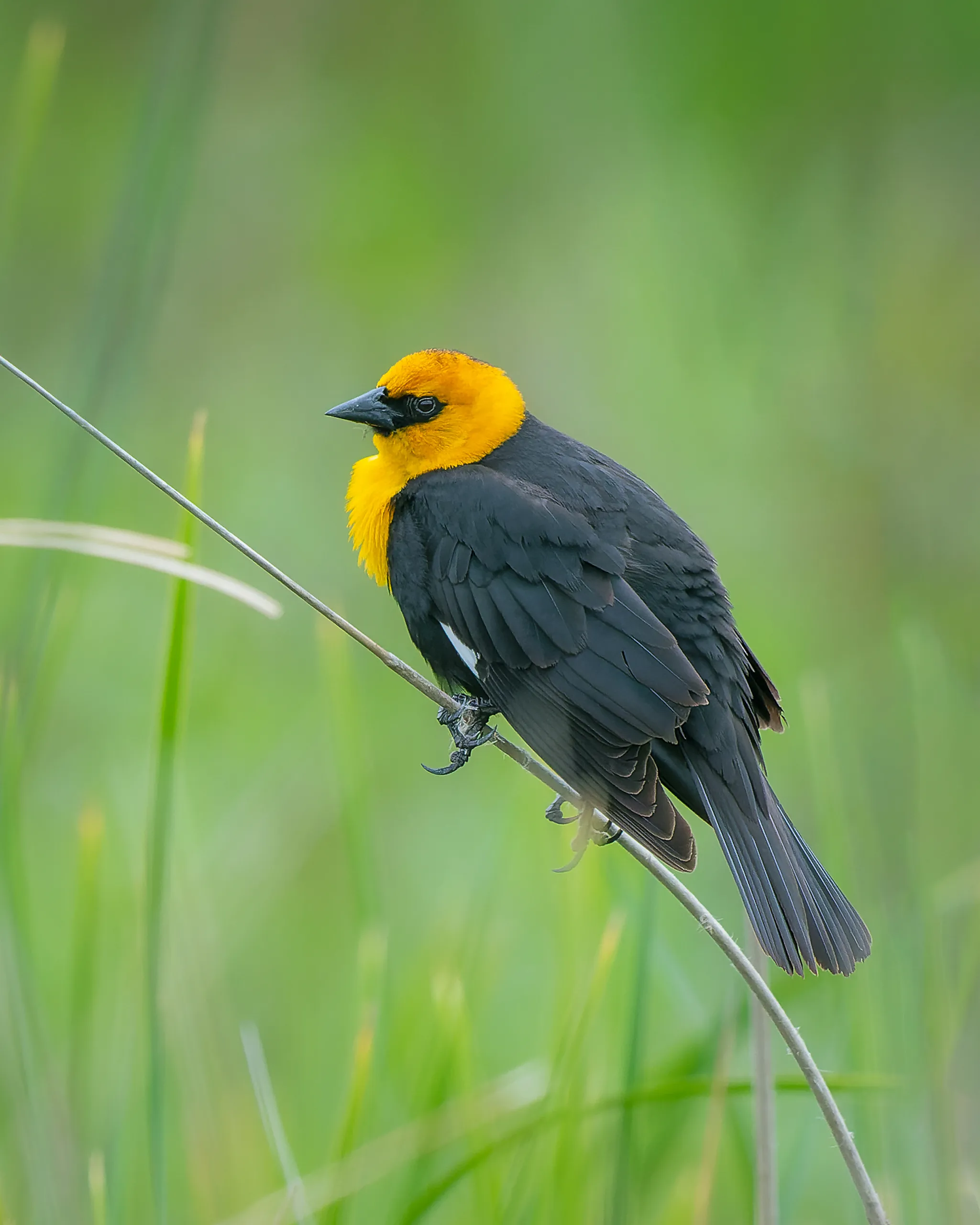 Yellow-headed Blackbird, Nebraska